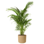 b.for soft rond 18cm goudkleurig zand